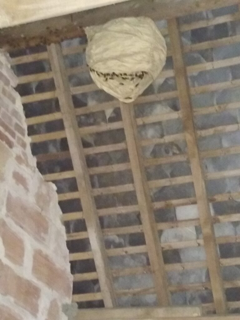 Alain Corti Paysagiste A La Haye Pesnel Nid De Frelon 4